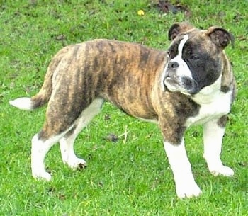 The right side of a brindle with white Victorian Bulldog that is standing across a lawn and it is looking to the left. The dog has short legs, a flat muzzle, black nose and a long tail.